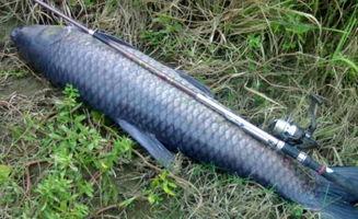 青鱼视频国产3,探索青春光影下的情感世界